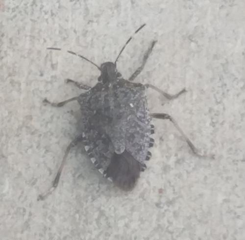 Réf. 193 404 : Halyomorpha halys